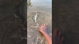 Small fish release | #shorts #fish #rohufish #fishing