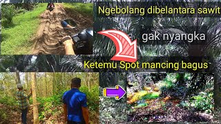 Ngebolang di belantara sawit eh gak nyangka ketemu Spot mancing bagus