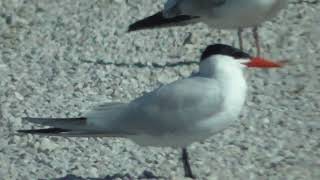 CASPIAN TERN