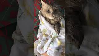 After bath #funny #catvideos #catcomedy #pets #catlover