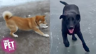 Dogs vs Ice and Other Things | Funny Animals Compilation