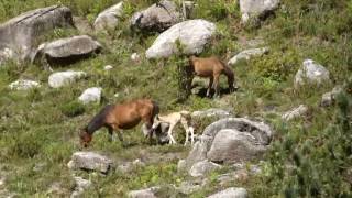 Escolha Portugal Gerês - Versão Completa II