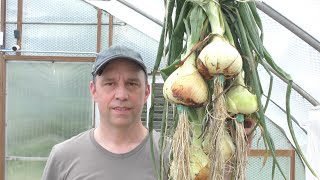 How To Grow Aquaponic Onions In A DWC Bed