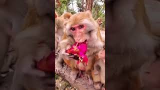 DRAGON FRUIT #youtubeshorts #monkey #shortvideo #animals #nature #animal