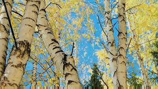 Hemu White Birch Forest: It's so quiet that you can hear your heartbeat, and it's spotlessly clean!