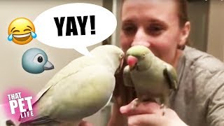 Birds Say the Darndest Things 🐦😂 | Funny Animal Compilation