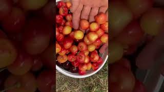 Cherry 🍒 picking time