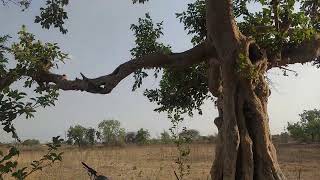 Ficus racemosa plant||Fig tree|Anjeer ka ped|Gular ka ped|Black mission fig tree|LSU purple fig tree