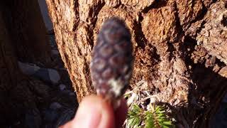 Foxtail Pines - The Rarest High Sierra Trees