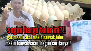 segini harga telur ini?!! gak masuk akal makin banyak telur makin banyak cuan,begini ceritanya!!