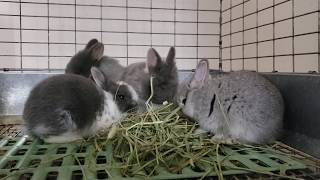 Netherland Dwarf Kits - Broken Blue, Blue Otter, Squirrel, Chinchilla