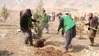 په هيواد کې د نيالګيو کښينولو پسرلنی ملي کمپاين