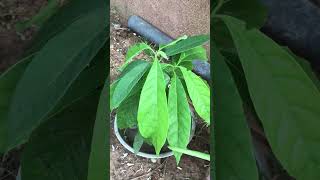 Avocado tree #shorts #shortsfeed #avacado #viral #trending