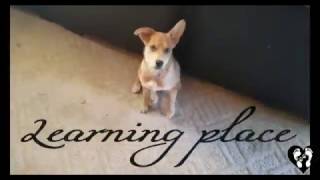 Houston dog training | 3 month old puppy Sadie learning basic obedience