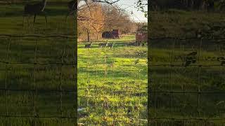 Deer seen in our Ranch in TX