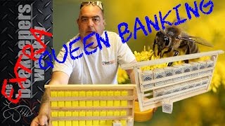 Honeybee Queen Banking Made Simple Queen Rearing Series Week 2