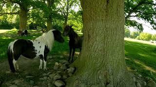 A day at Knuthenborg Safari park 🇩🇰