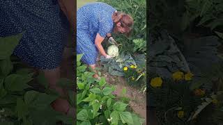 Harvesting Cabbage from Our Garden #garden #homegrown #countryliving #growyourownfood #cabbage