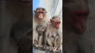 Monkey family #monkeys #monkey