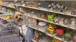 Adorable Yorkie loves being in the Shoppingcart" #yorkies #viralvideo #fairygardens #cute #Rylie