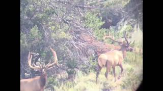 Wyoming Velvet Bull Elk - Velvet Bull Elk - Central Wyoming BIG bulls