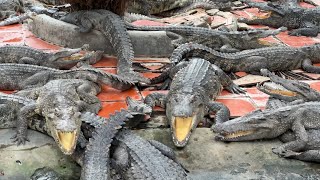 Crocodile Kingdom: The Thrilling World of Long Xuyen's Crocodile Farm 🇻🇳 Vietnam 2023