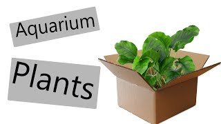 Aquarium Plants Unboxing