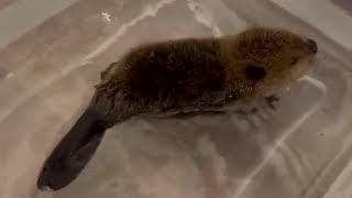 The Baby Beaver Takes a Bath