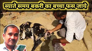 Bakri Ka Baccha Fasne Par Kya Kare |Online Training class |Vimal Umrao