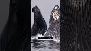 كيف يأكل الحوت الازرق the blue whale