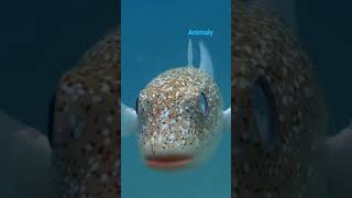 Ocean Artist the Male Puffer Fish #shorts #ocean