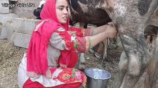 Girl Cow Milking by Hand || لڑکی گائے کا دودھ نکالے گی || Village Girls Life