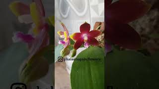 Phalaenopsis Tying Shin Fly Eagle