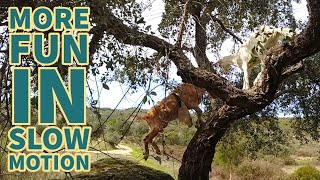 Slow Motion Animal Acrobatics - Happy Farm Portugal