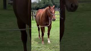 Caballos Alazanes Belleza y Fuerza  #cuartodemilla #alazanes #caballos #caballo #horses #horse