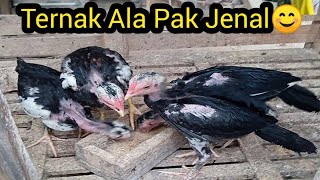 Ngobrol-Ngobrol Ternak Ayam With Pak Jenal