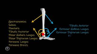 MTCs of the Lower Extremity