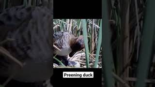 Duck hen preening after a swim. #Shorts