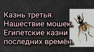 Казнь третья. Нашествие мошек. Египетские казни последних времён.