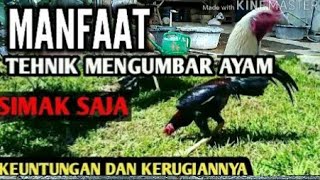 TEKNIK UMBARAN AYAM JAGO//KELEBIHAN & KELEMAHAN