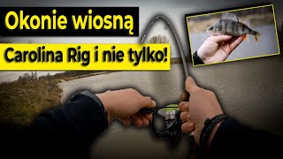 Wiosenne łowienie okoni - topowe sposoby i triki