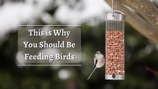 This is Why You Should Be Feeding Birds