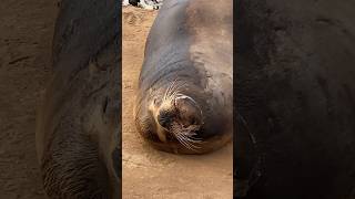 And all this in the city of San Diego. #sealions #sea #seacoast