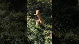 Longhua Temple cats  #cat #cats