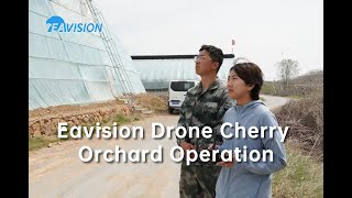 Millennial couple bringing advanced drone spraying techniques to  their cherry orchards #drone #agri