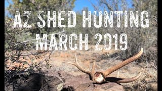 AZ Shed Hunting: First Bear of 2019 Season