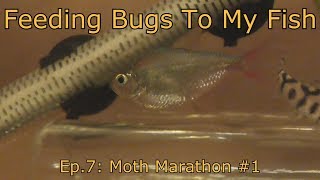 Feeding Bugs To My Fish ep.7: Moth Marathon #1