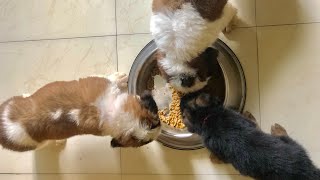 Saint Bernard vs german shephard puppies | Pets Vlog 5