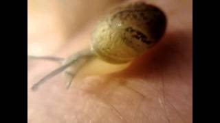 macro video with android "la lumaca"