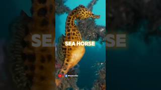 The mystery of sea horse #shorts #facts